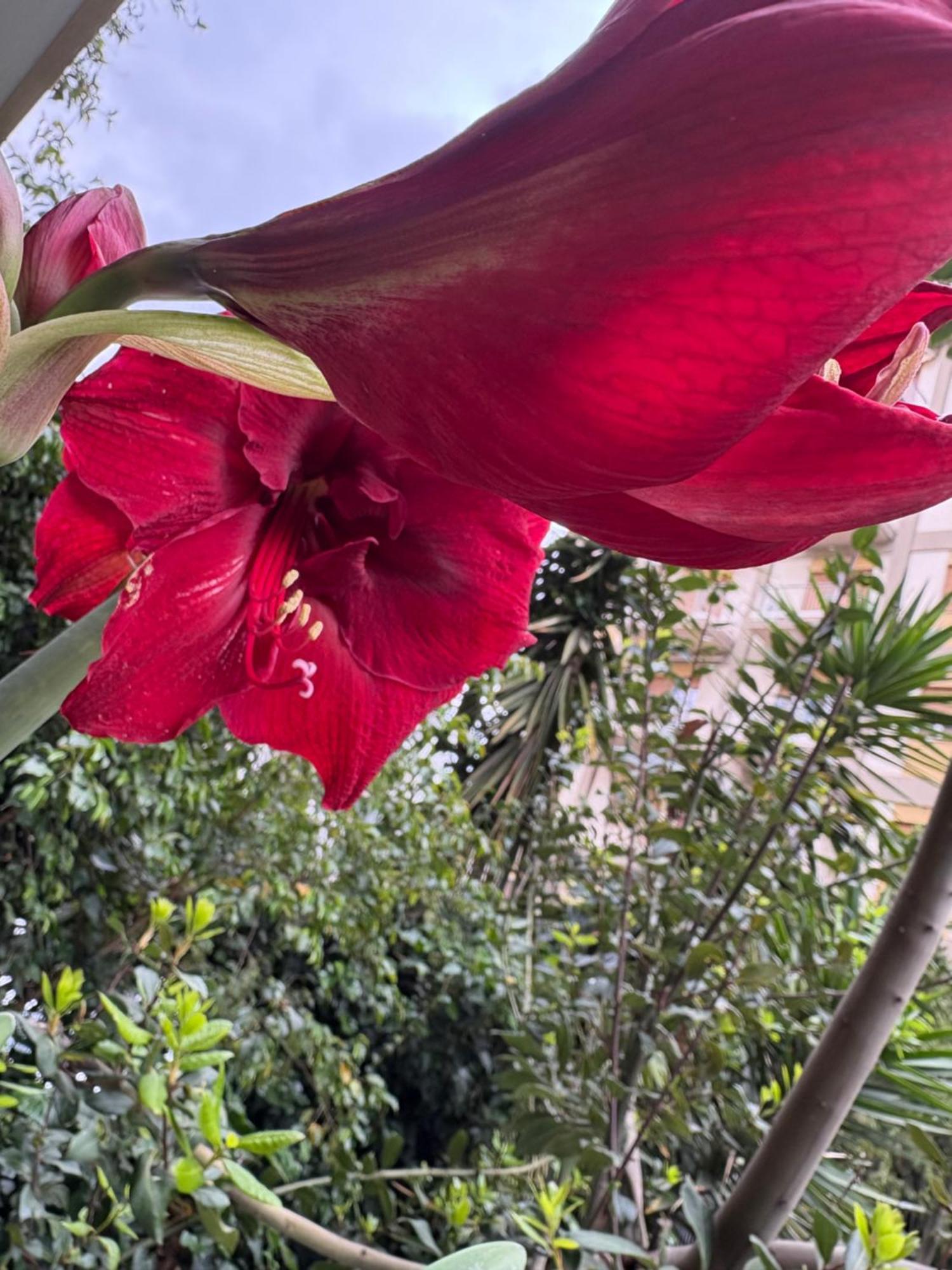 Penelope B&B Palermo Exteriér fotografie